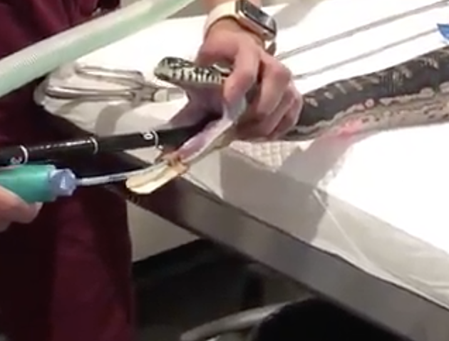 Veterinarians Pull Beach Towel From Snake&#8217;s Mouth [VIDEO]