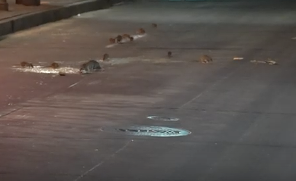 Rats Seen Eating and Running Around On An Empty Bourbon Street [VIDEO]