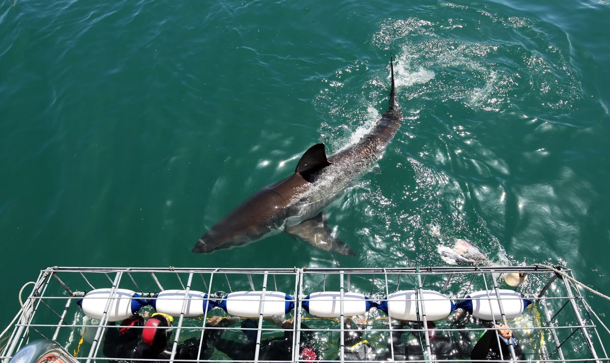 Diver Spots Great White Shark In Orange Beach Alabama [VIDEO]