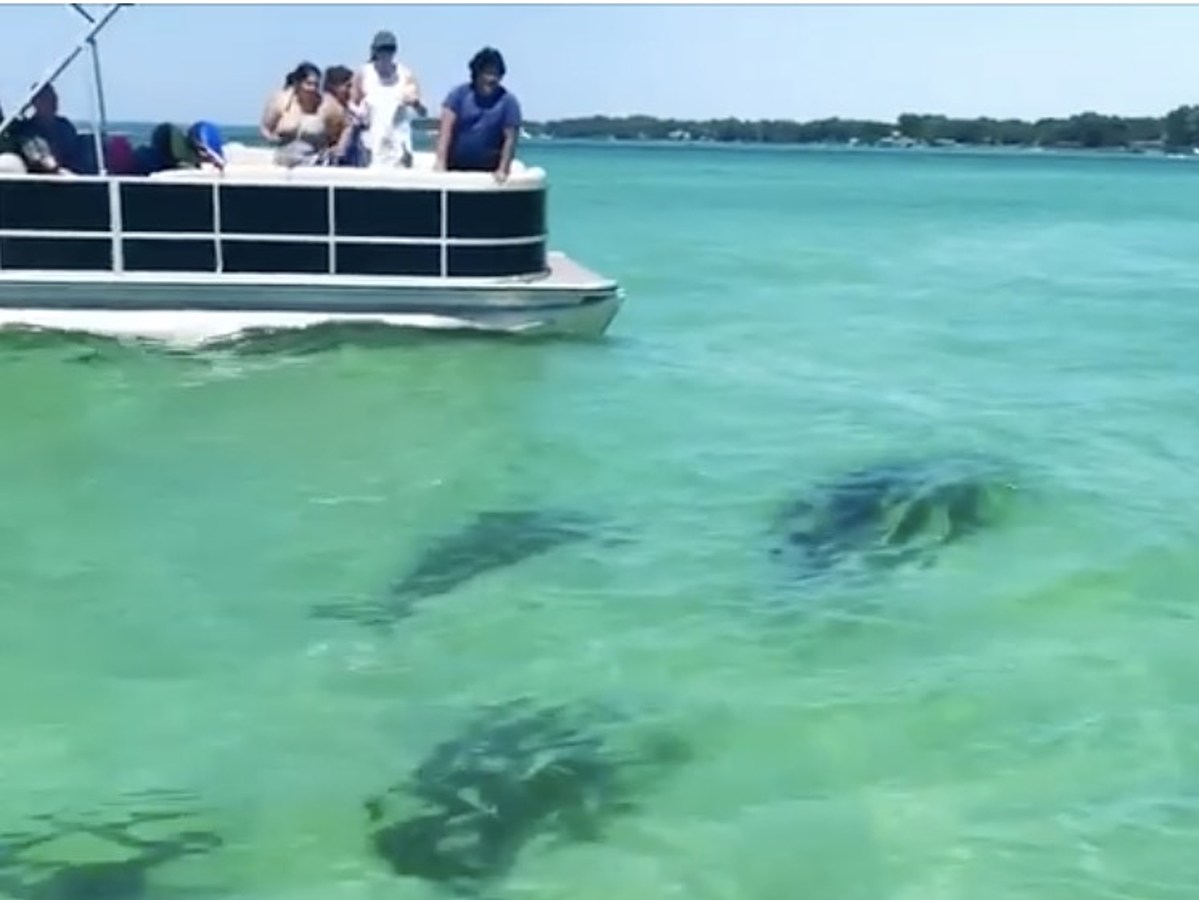 Huge Sharks Swim Past Boats Near Crab Island in Destin [VIDEO]