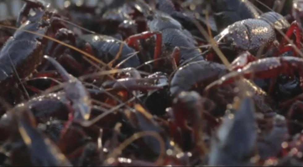 Crawfish Pond Owner Confirms New Details After Video Goes Viral