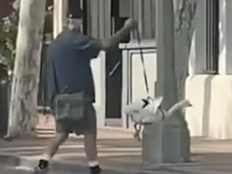 Video of A Man Taking His Duck Out For A &#8216;Walk/Flight&#8217; Goes Viral