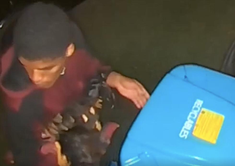 Man Near Lafayette Puts Chicken Into Recycling Bin [VIDEO]