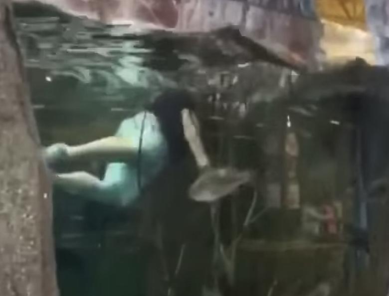Man Swims in Tank At Bass Pro Shop Store [VIDEO]