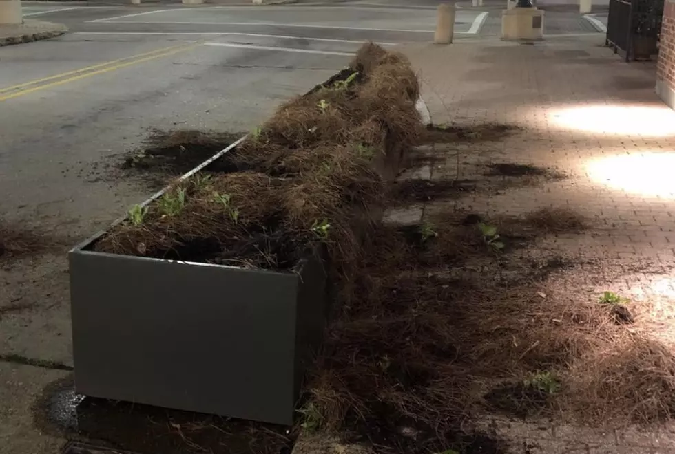 Planters Vandalized in Downtown Lafayette District