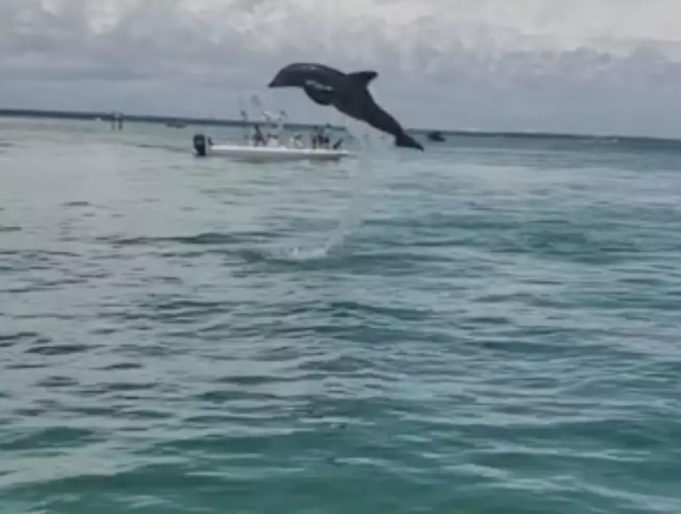 Dolphin Puts On Show For Those at &#8216;Crab Island&#8217; in Destin, FL [VIDEO]