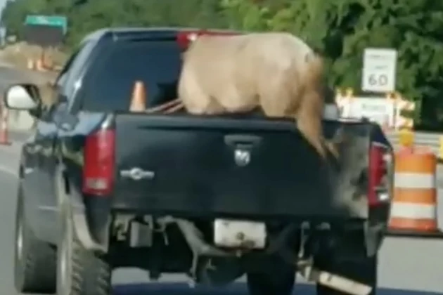 Driver Spots Horse In Back of Truck on I-10 Near Lafayette [VIDEO]