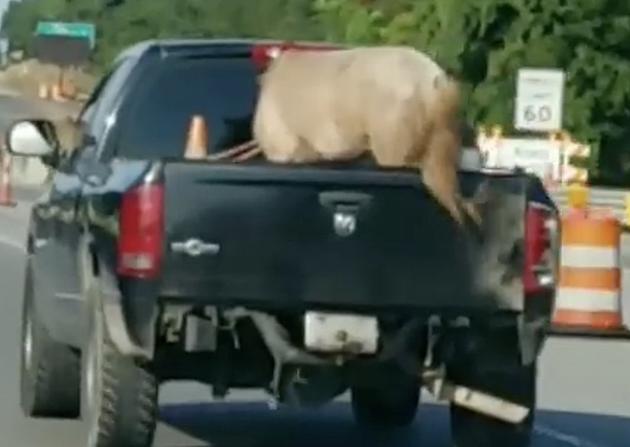 Driver Spots Horse In Back of Truck on I-10 Near Lafayette [VIDEO]