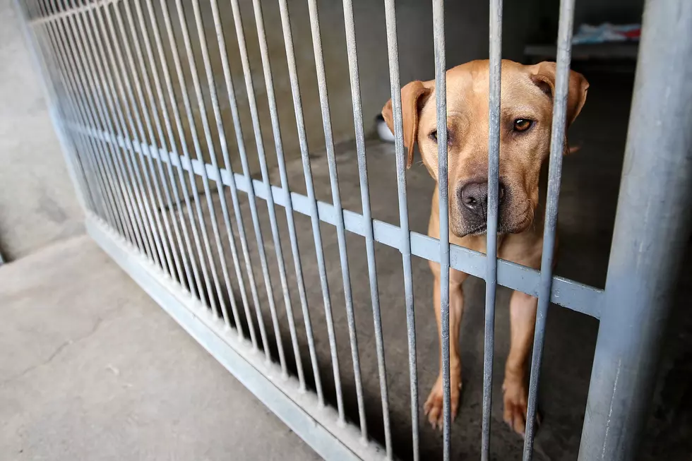 Help Clear the Animal Shelters in Acadiana on October 22, 2020