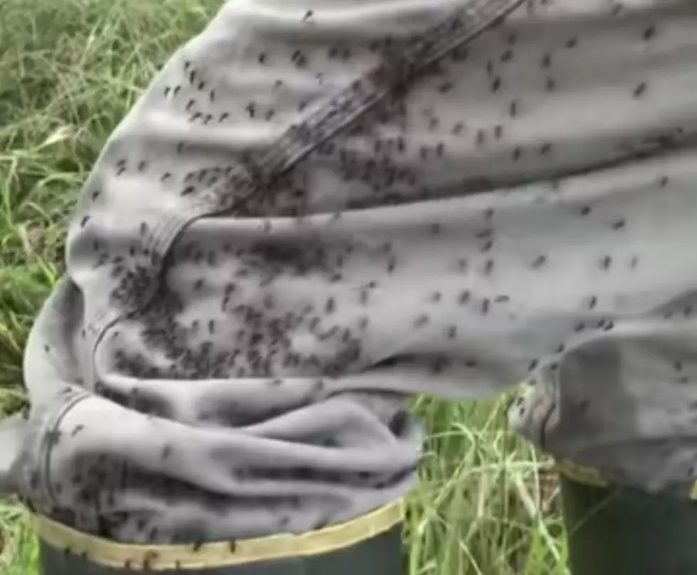 Local Cattleman Posts Video of Mosquitoes Swarming in Acadia Parish [VIDEO]