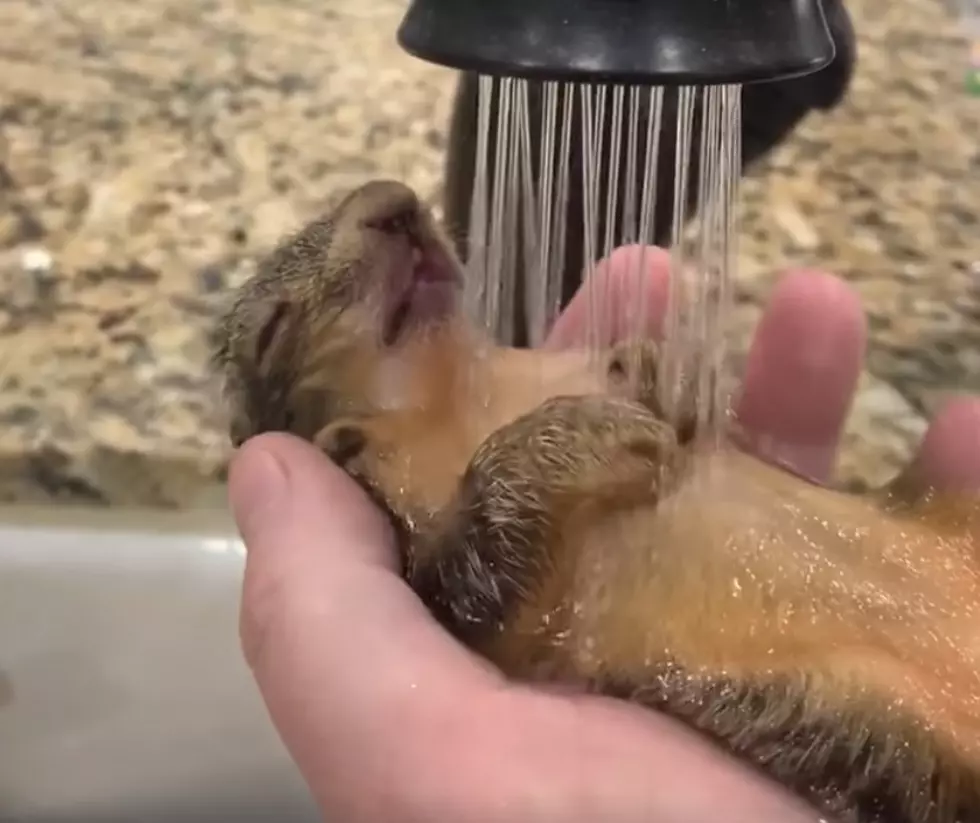 LA Family Rescues Baby Squirrel After Hurricane Delta [VIDEO]