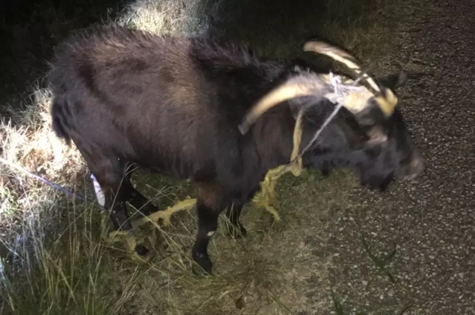 Local Goat Gets Loose In Abbeville – Sheriff’s Searching For The Owner