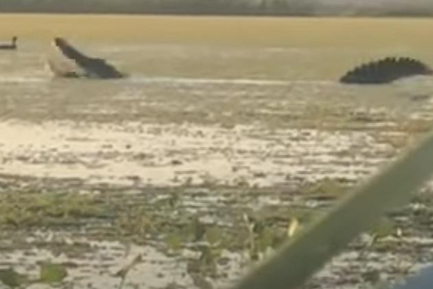 Massive Alligator Seen Eating Ducks in Central Florida [VIDEO]