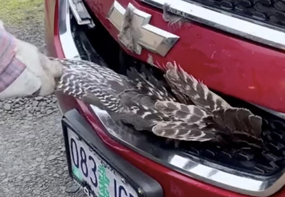 Man Gets A Huge Surprise After Removing Turkey From The Grill Of His Car