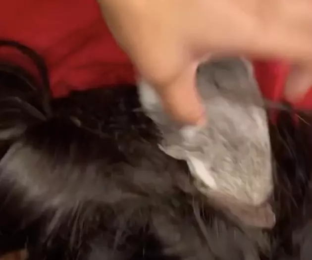 Guinea Pig Crawls into Woman&#8217;s Wig, She Freaks Out [VIDEO]