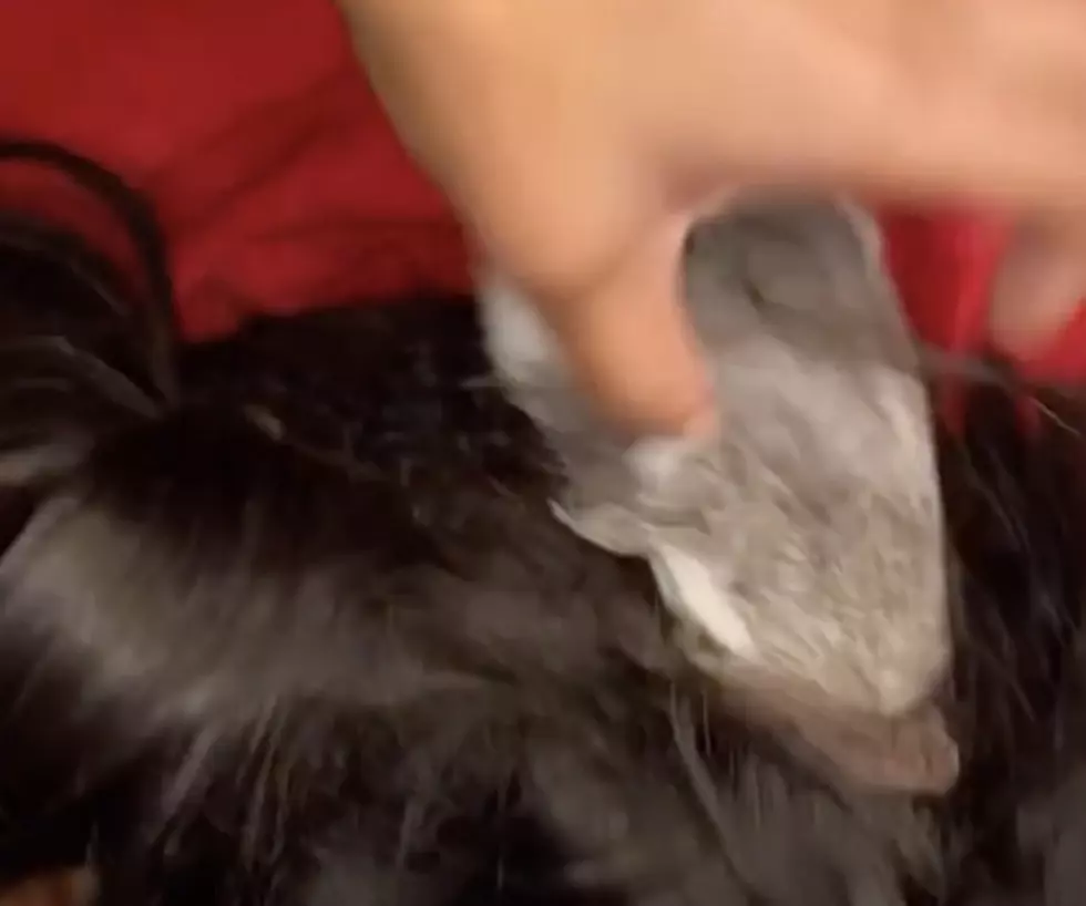 Guinea Pig Crawls into Woman&#8217;s Wig, She Freaks Out [VIDEO]