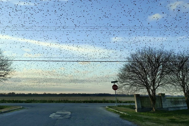 Photo Shows Large Number of &#8216;Black Birds&#8217; Over South Louisiana Town