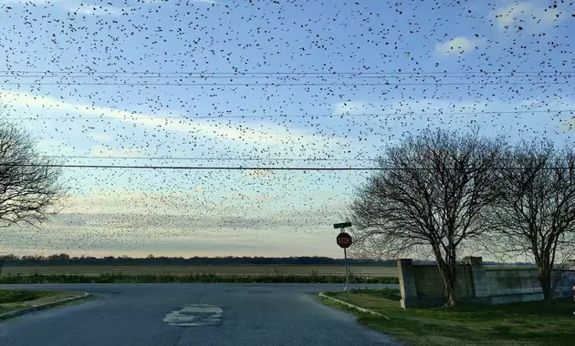 Photo Shows Large Number of &#8216;Black Birds&#8217; Over South Louisiana Town
