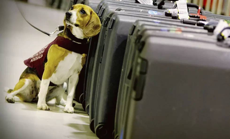 Airlines Move To Ban Emotional Support Dogs From Flying For Free