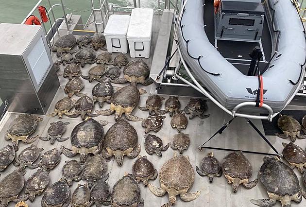 Texas Game Wardens Rescue 141 Sea Turtles in Frigid Conditions [PHOTOS]