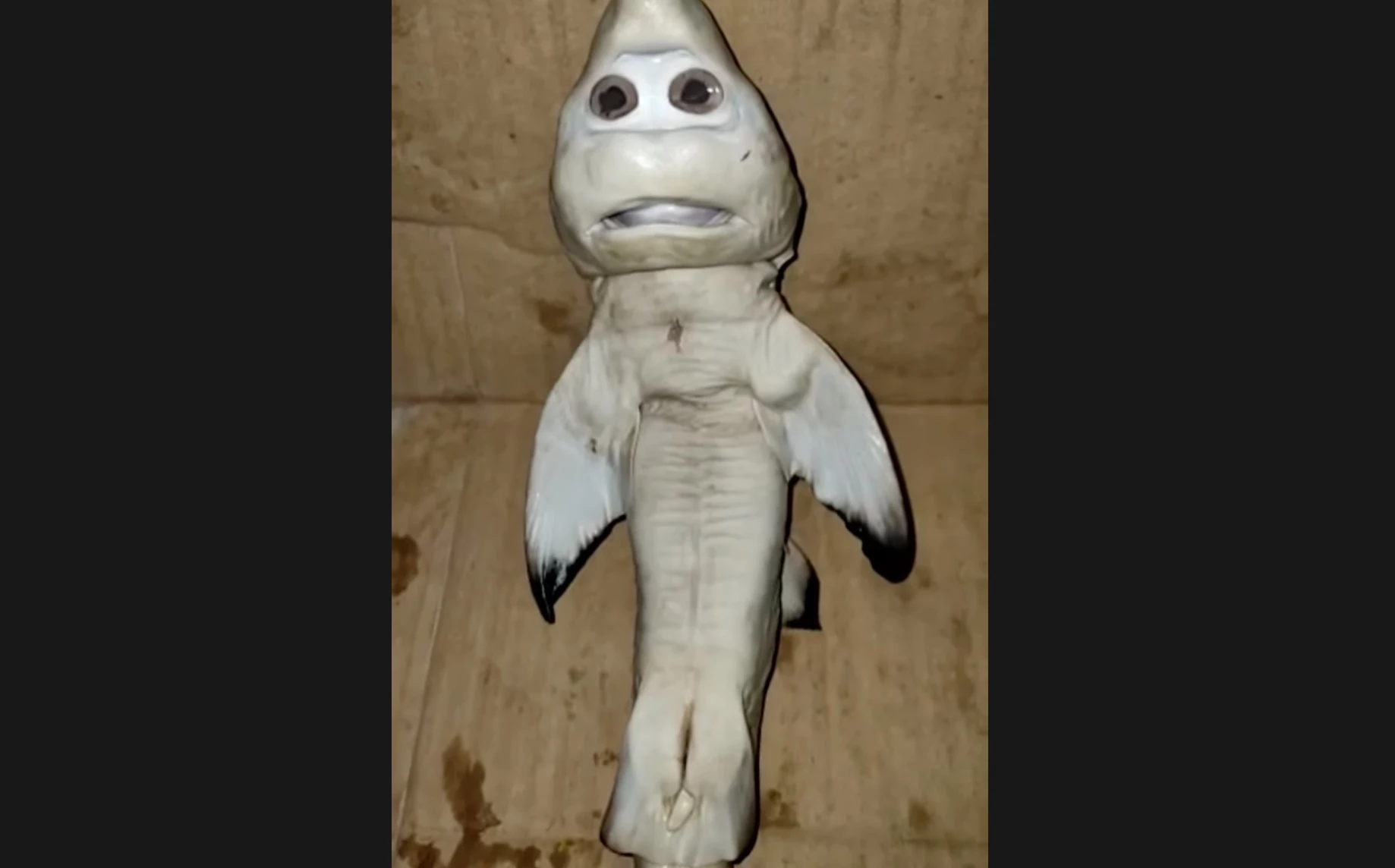 Baby shark with a 'human' face 