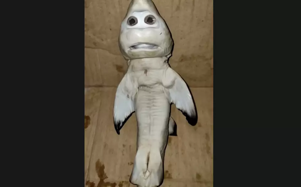 Viral Video Of Baby Shark With ‘Human Face’ Will Haunt Your Dreams