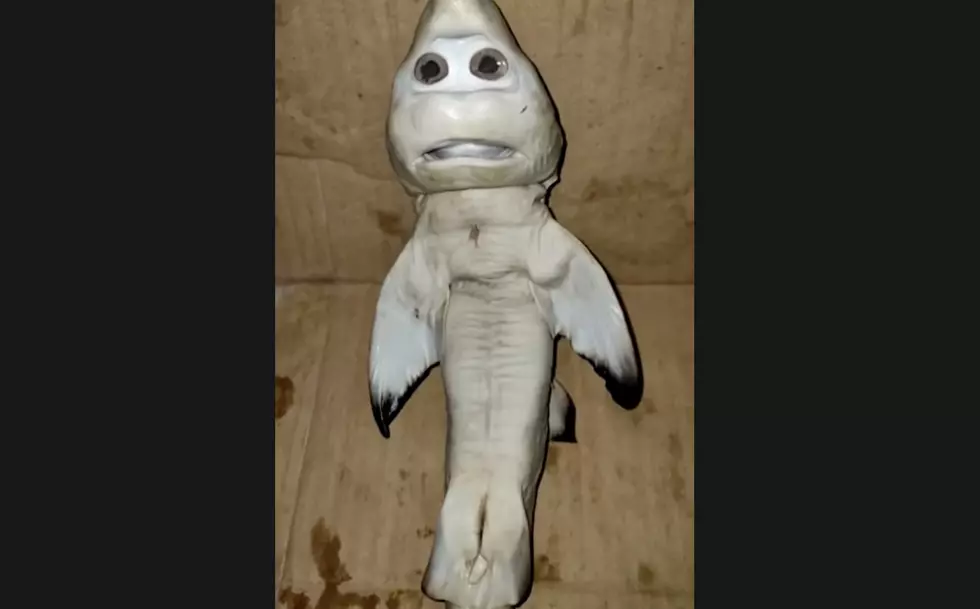 Viral Video Of Baby Shark With &#8216;Human Face&#8217; Will Haunt Your Dreams