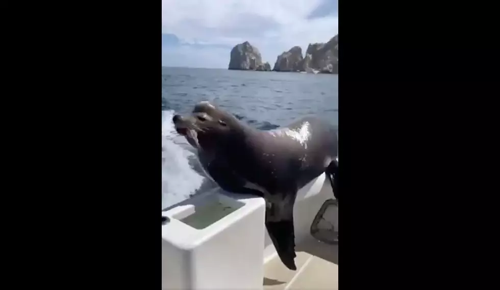 Seal Surprises Boaters During Feeding Frenzy &#8211; Jumps On Back Of The Boat