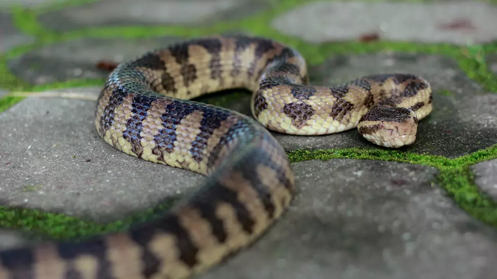 Louisiana Reptile Expert Says This is the One Thing You Shouldn&#8217;t Do if You See a Snake