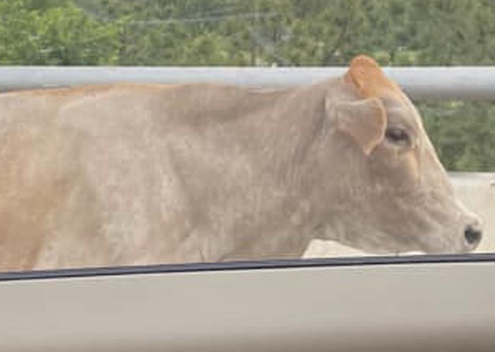 Cow Gets Loose on I-10 Early Wednesday Morning [PHOTOS]