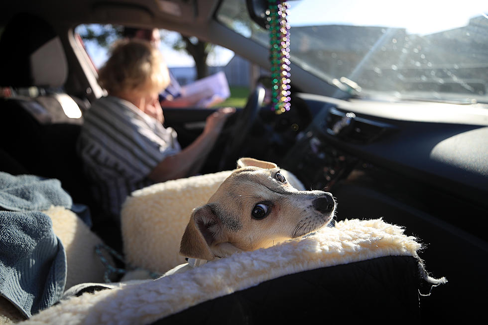 Animal Shelters See Increase In Pandemic Pets Being Given Up As COVID-19 Restrictions Are Eased