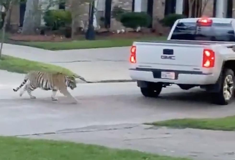 Tiger Spotted Roaming Through Neighborhood in Houston [VIDEO]