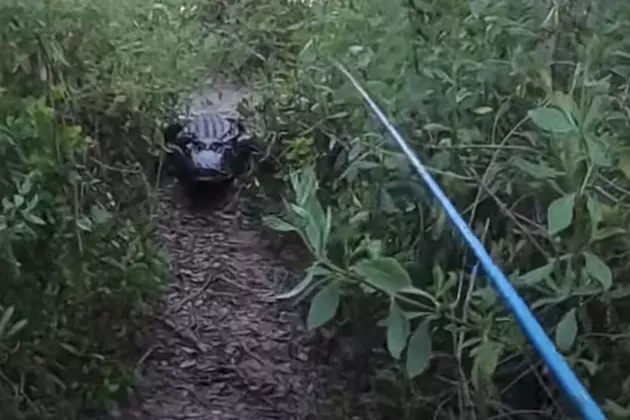 Massive Alligator Chases Man While He&#8217;s Fishing [VIDEO]
