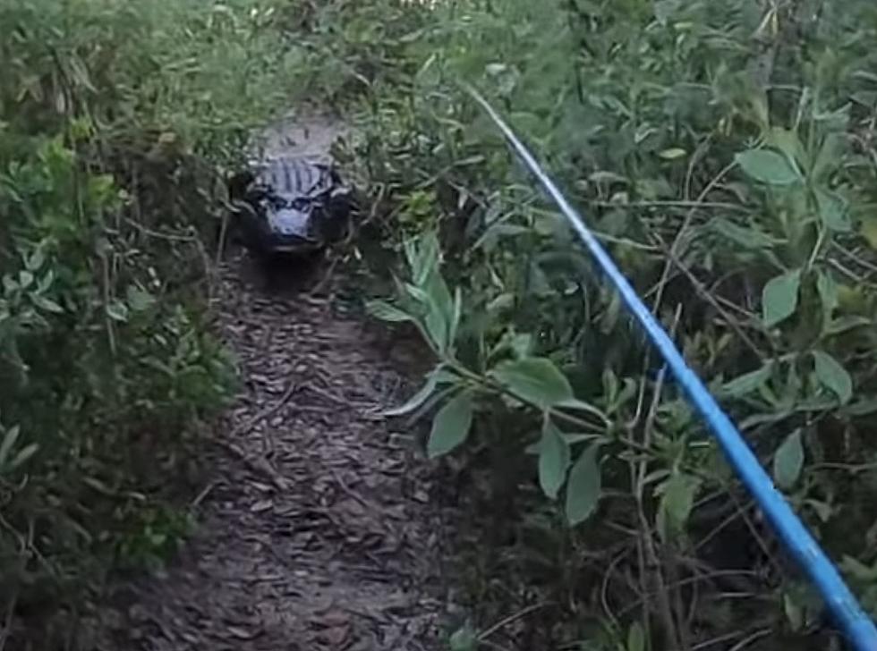 Massive Alligator Chases Man While He’s Fishing [VIDEO]
