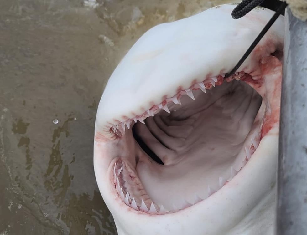 Local Fisherman Catches a Large Bull Shark in Vermilion Bay