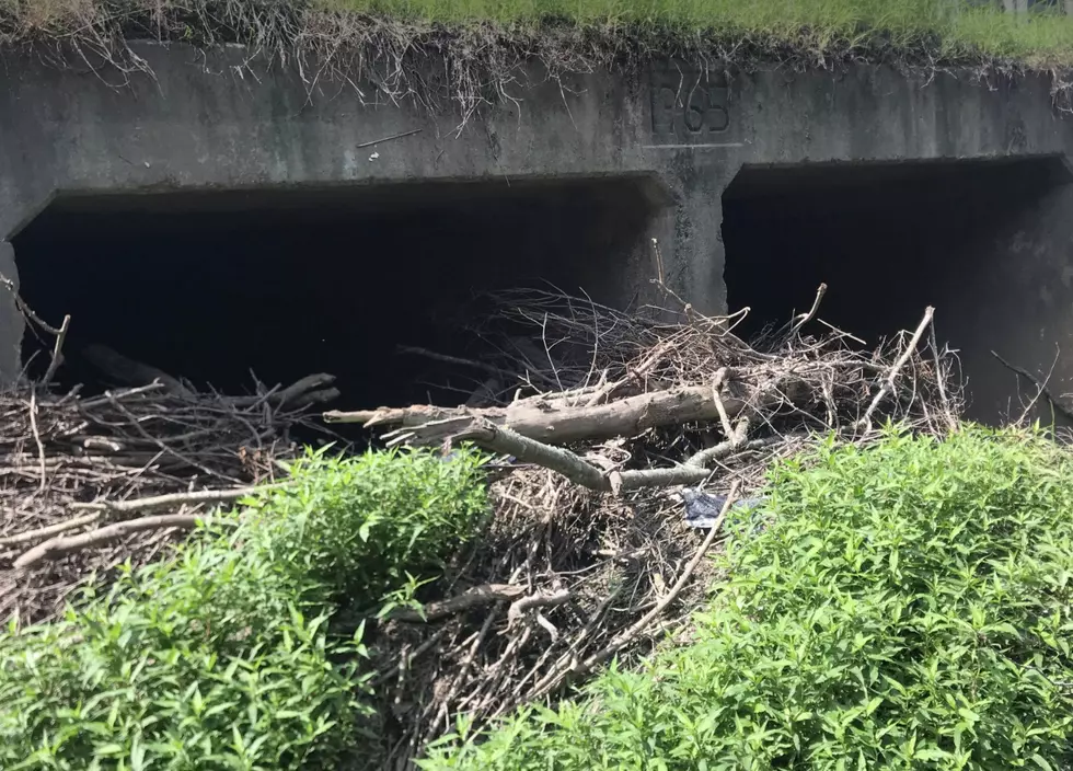 Photos Show Drainage Passageways Blocked With Debris in Lafayette Parish