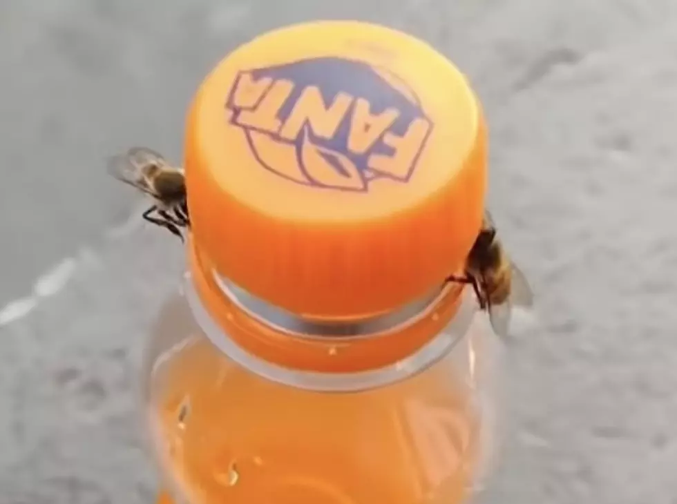 Bees Work Together to Remove Bottle Cap from Drink [VIDEO]