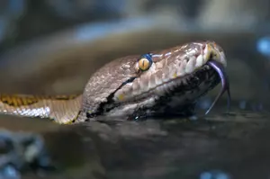 Louisiana’s Most Snake Infested Lakes