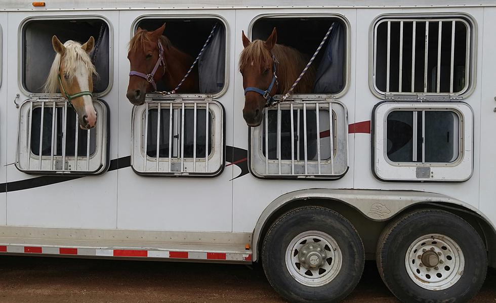 &#8216;Several&#8217; Horses Dead After Nasty Weekend Pileup On Interstate 10