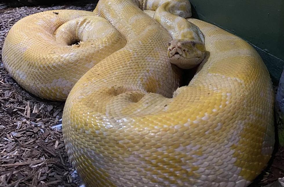 UPDATE: Escaped Python Found After Being Missing For Days in Louisiana Mall