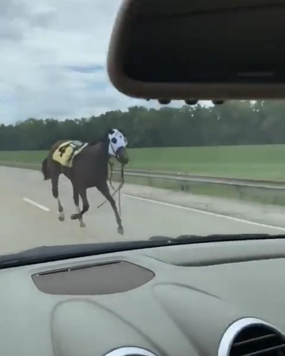 Racehorse Bucks Jockey Off At Kentucky Track, Gets Loose And Runs The Highway Up To Indiana