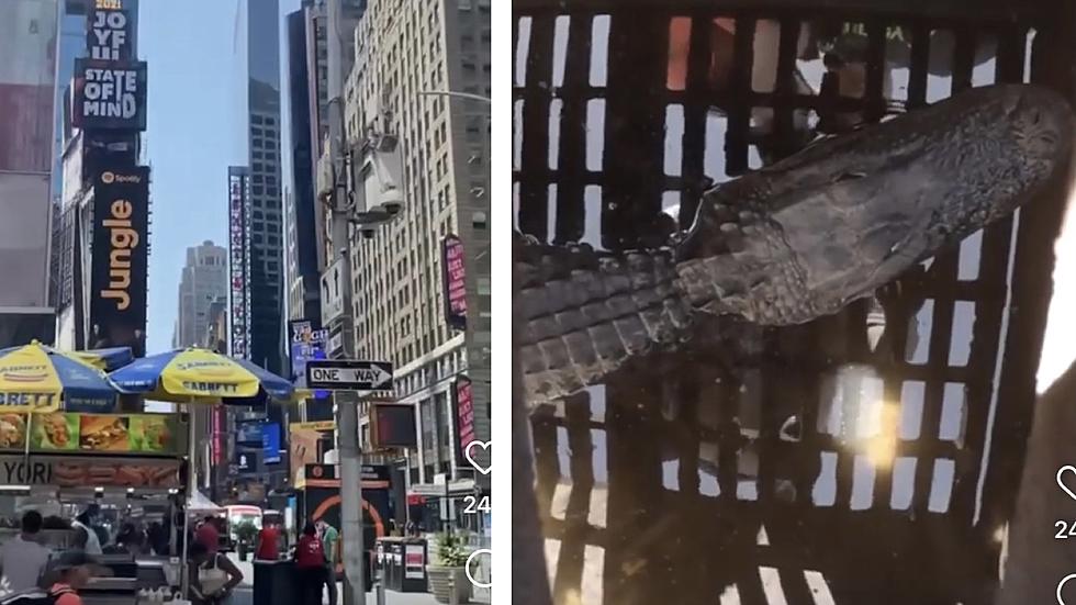 Gator Spotted In New York City Sewer, Lurking Only Inches Below Pedestrians
