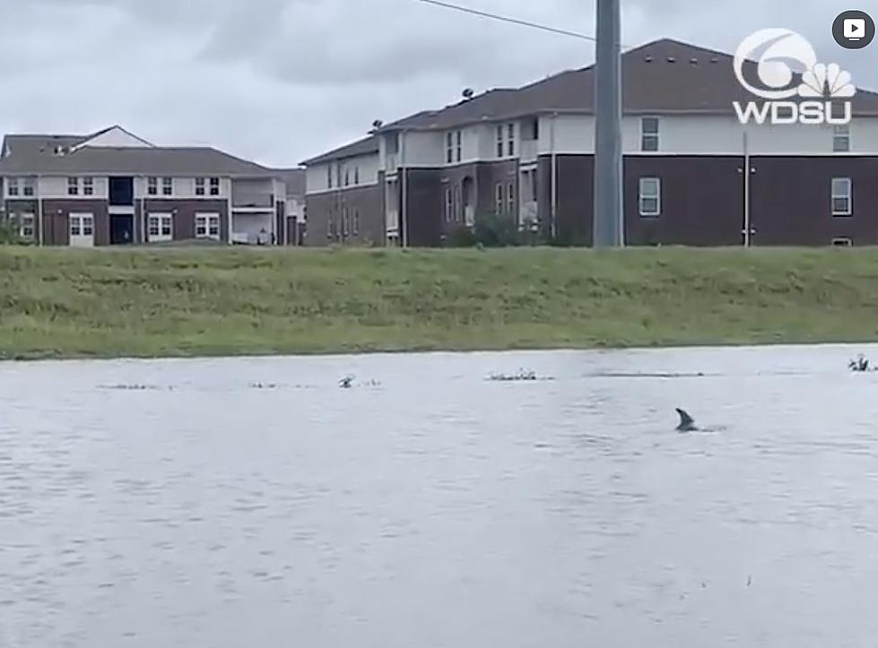 Dolphin Spotted Swimming in Slidell Neighborhood After Hurricane Ida