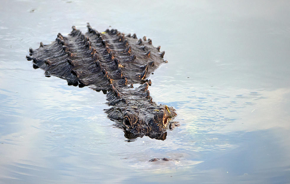 Enormous Alligator Charges After Girl Scouts Swimming in Texas Lake