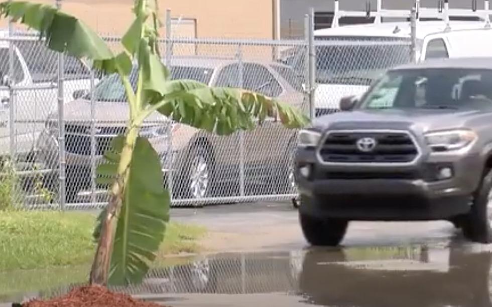 Man Plants Banana Tree in Pothole to Warn Drivers of Hazard [VIDEO]