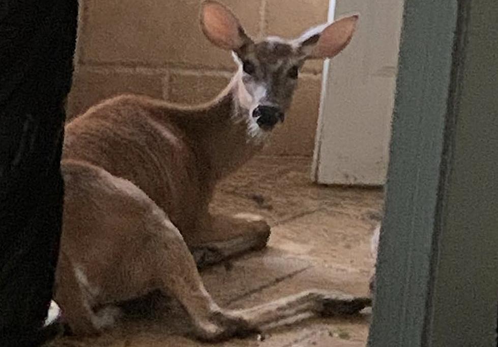 LaPlace Woman Finds Deer in Home After Hurricane Ida [VIDEO]