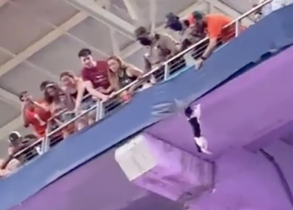 Cat Falls From Upper Deck of Stadium, Fans Catch It in Flag 
