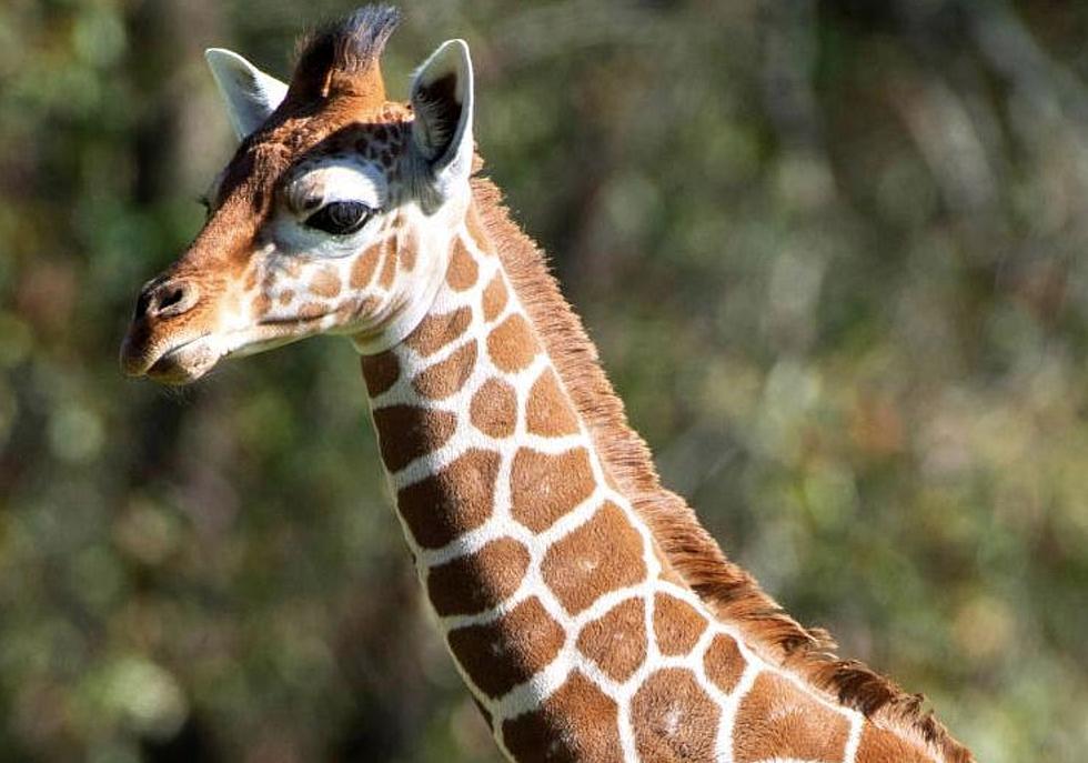 Cause of Death Announced for One-Year-Old Giraffe in Baton Rouge Zoo