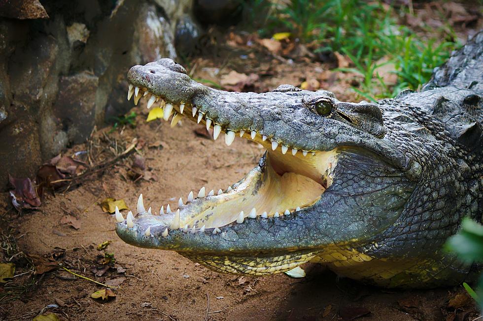 Alligator Spotted Hanging From Dumpster in New Orleans [PHOTO]