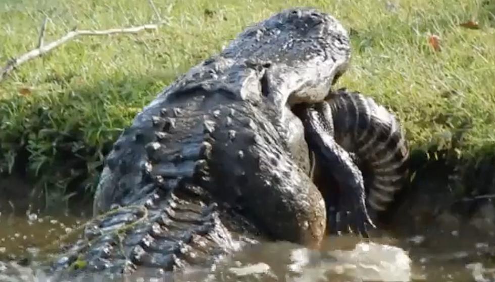 Video of Massive Alligator Eating Another Alligator Whole is What Nightmares Are Made Of
